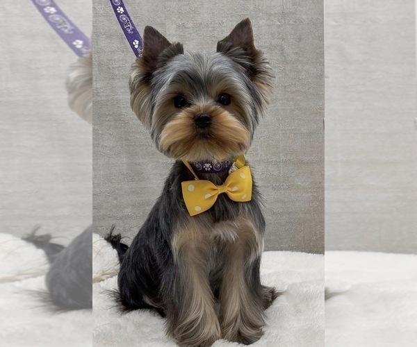 Medium Photo #1 Yorkshire Terrier Puppy For Sale in ROANOKE, VA, USA