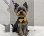 Image preview for Ad Listing. Nickname: Benny