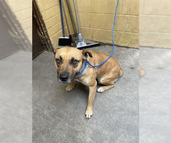 Medium Photo #1 Mutt Puppy For Sale in Stockton, CA, USA