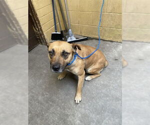Mutt Dogs for adoption in Stockton, CA, USA
