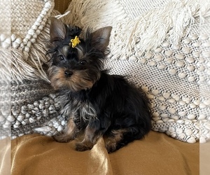 Yorkshire Terrier Puppy for sale in CEDAR PARK, TX, USA