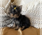Small Yorkshire Terrier