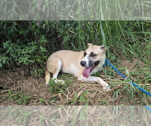 Martina - Female American Foxhound-Black Mouth Cur Mix Dog for Adoption - Photo #2