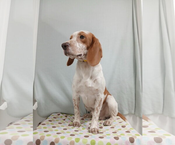 Medium Photo #6 Beagle Puppy For Sale in Murfreesboro, NC, USA
