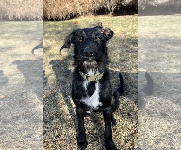 Medium Photo #11 Labrador Retriever-Unknown Mix Puppy For Sale in Sandy, UT, USA