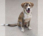Small #3 Border Collie-Plott Hound Mix
