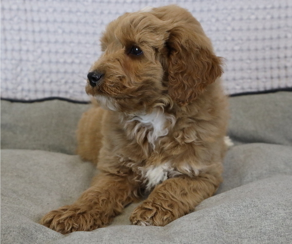 Medium Photo #2 Goldendoodle (Miniature) Puppy For Sale in BOSWELL, IN, USA