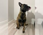 Small #1 Mutt