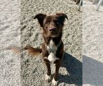 Small #1 Australian Shepherd Mix