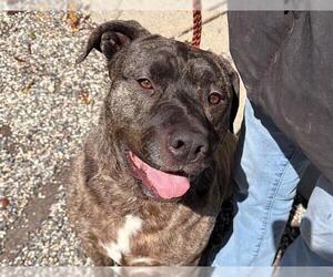 GORDO - Male Mutt Dog for Adoption - Photo #2