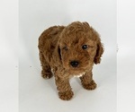 Small Photo #4 Poodle (Toy) Puppy For Sale in BATESBURG, SC, USA