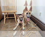 Small #1 German Shepherd Dog Mix