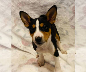 Basenji Puppy for Sale in TEXARKANA, Texas USA