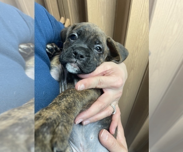 Medium Photo #11 Boxer Puppy For Sale in HAMILTON, NJ, USA