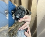 Small Photo #11 Boxer Puppy For Sale in HAMILTON, NJ, USA