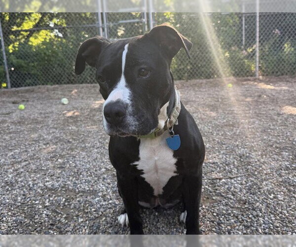 Medium Photo #2 Mutt Puppy For Sale in Ames, IA, USA