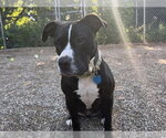 Small #1 Mutt