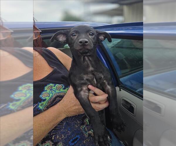 Medium Photo #1 Chihuahua Puppy For Sale in Conroe, TX, USA