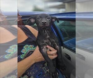 Chihuahua Dogs for adoption in Conroe, TX, USA
