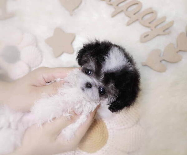 Medium Photo #6 Poodle (Toy) Puppy For Sale in Seoul, Seoul, Korea, South