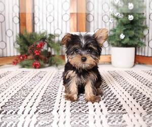 Yorkshire Terrier Puppy for sale in NAPLES, FL, USA