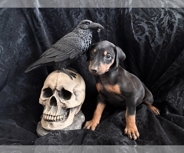 Medium Photo #33 Doberman Pinscher Puppy For Sale in YUCCA VALLEY, CA, USA