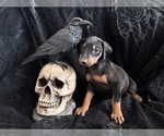 Small Photo #33 Doberman Pinscher Puppy For Sale in YUCCA VALLEY, CA, USA