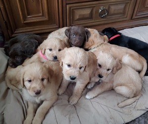 Goldendoodle-Labrador Retriever Mix Litter for sale in GREENVILLE, GA, USA