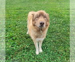 Small #4 Siberian Husky Mix