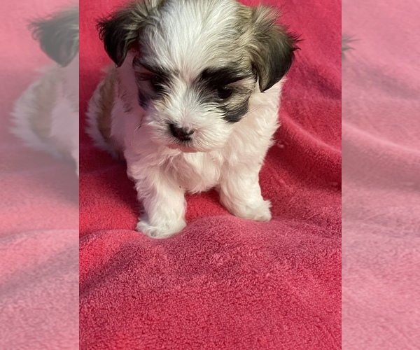 Medium Photo #4 Maltipom Puppy For Sale in LEXINGTON, KY, USA