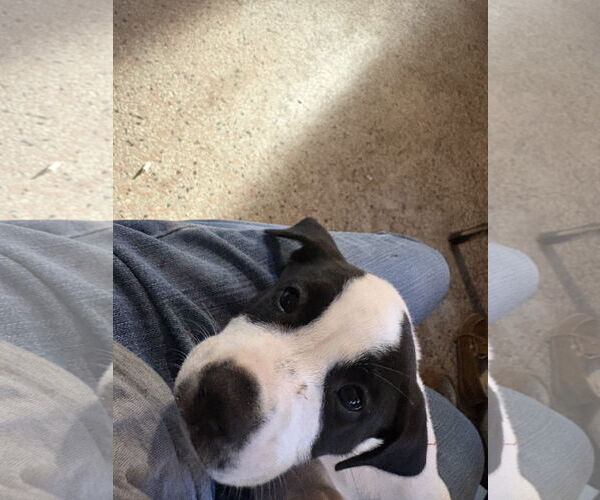 Medium Photo #4 Labrador Retriever-Unknown Mix Puppy For Sale in Sanford, FL, USA