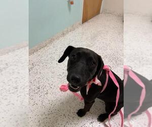 Labrador Retriever-Unknown Mix Dogs for adoption in Key Largo, FL, USA