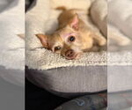 Small #3 Chihuahua Mix