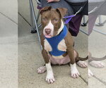 Butter Bean (puppy) - Male Mutt Dog for Adoption - Small photo
