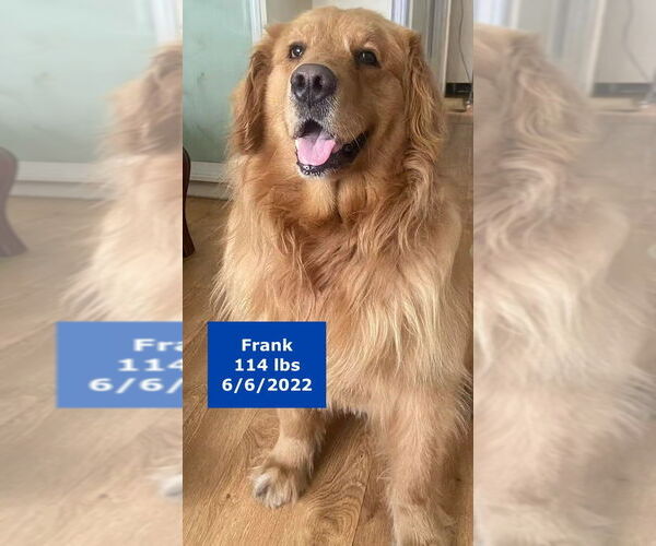 Medium Photo #7 Golden Retriever Puppy For Sale in West Hollywood, CA, USA
