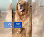 Small #6 Golden Retriever