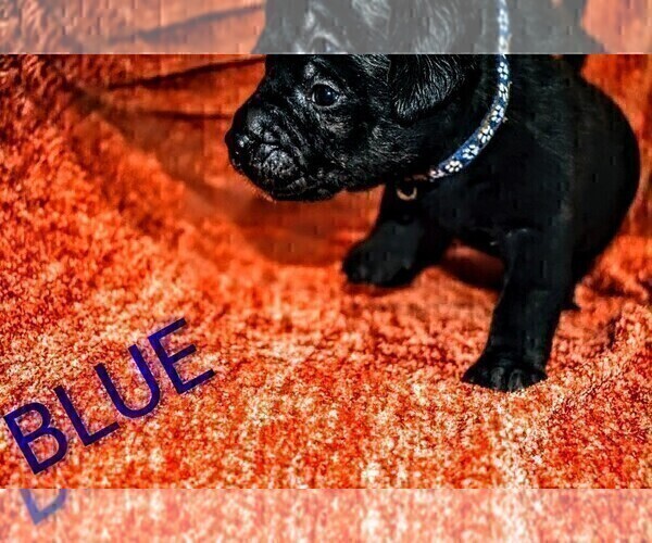 Medium Photo #1 Presa Canario Puppy For Sale in PHILADELPHIA, PA, USA