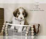 Puppy Cooper Bordoodle
