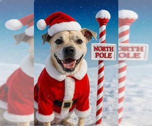 Beagle-Cardigan Welsh Corgi Mix Dogs for adoption in Plano, TX, USA