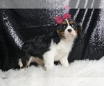 Small #3 Cavalier King Charles Spaniel