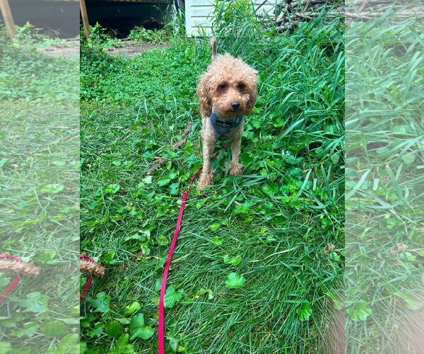 Medium Photo #4 Poodle (Miniature)-Unknown Mix Puppy For Sale in Hinckley, IL, USA
