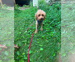 Small #3 Poodle (Miniature) Mix