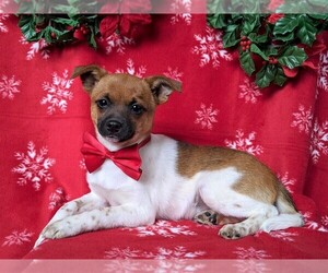 Fox Terrier (Smooth)-Pomeranian Mix Puppy for sale in LEOLA, PA, USA