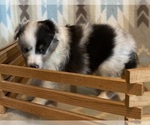 Small #7 Shetland Sheepdog