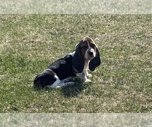 Medium Basset Hound