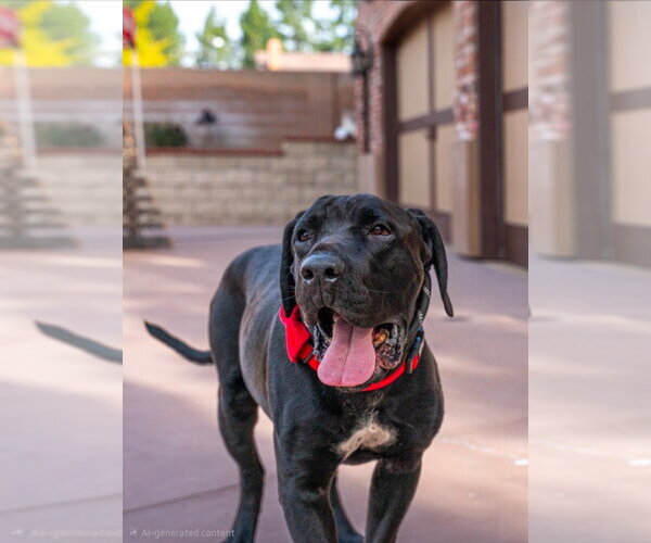 Medium Photo #26 Mutt Puppy For Sale in Lake Forest, CA, USA