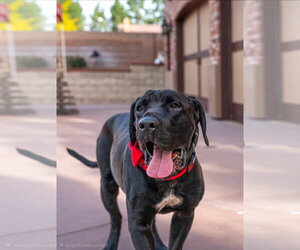 Dudley-Special Needs - Adopt Me! - Male Mutt Dog for Adoption - Photo #26