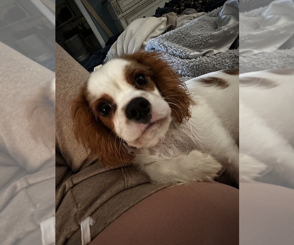 Medium Photo #3 Cavalier King Charles Spaniel Puppy For Sale in DANVILLE, VA, USA