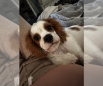 Small #2 Cavalier King Charles Spaniel