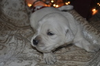 Small Photo #2 Golden Retriever Puppy For Sale in TOONE, TN, USA
